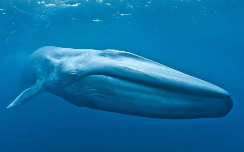 تفسير حلم ابتلاع الحوت للإنسان